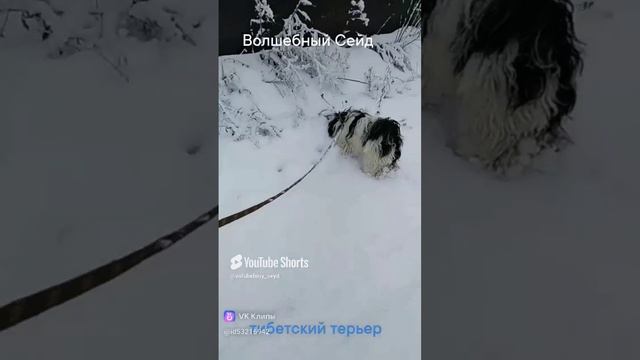 #тибетский_терьер_волшебный_сейд на прогулке. А может снегом стать?😉🤣🐾