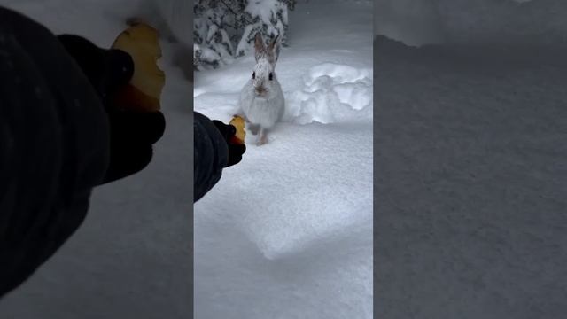 Невероятная встреча с симпатичнымм дикими зайцами в Подмосковье.  На удивление, пушистые комочки с р