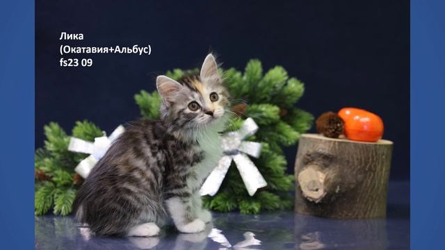 08.01.25 Свободные котята GOLDEN SUN. Курильские бобтейлы. #котята #курильскиебобтейлы