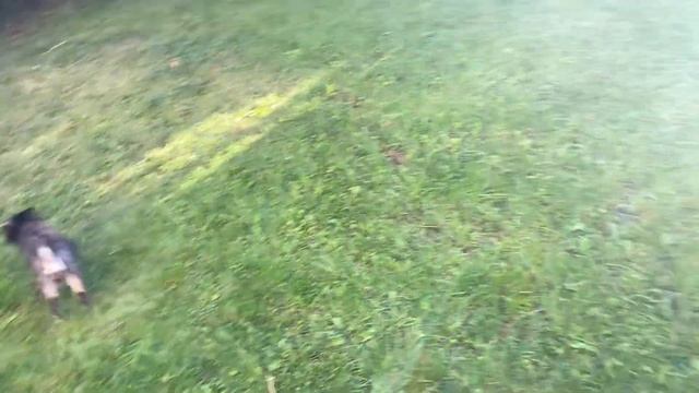 Мои питомцы: Джалина/7 лет/; Софита/10 лет/, Тайсон/11 лет/, Тора/11лет/05.09.21