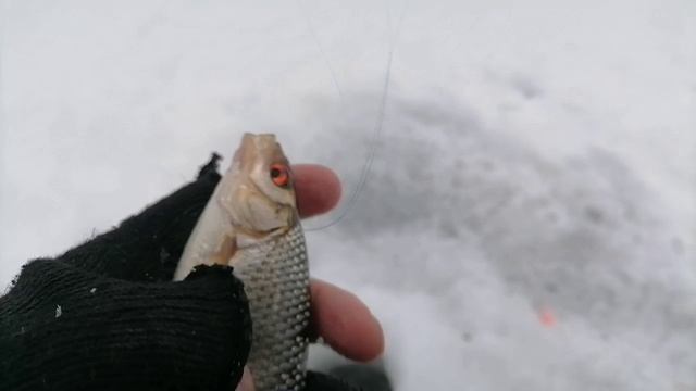 08.01.2025. Рыбалка на Белоярском водохранилище. Место ангар. хороший клев чебака!