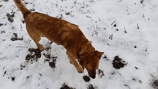 Соболинка!🦮🐶🐕