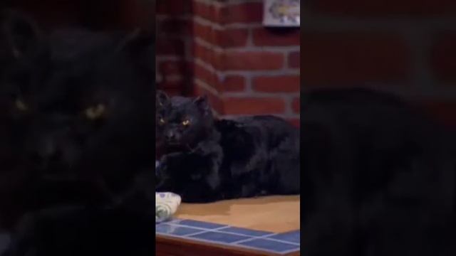 Кот Сэйлем и бывшая подружка #cабринамаленькаяведьма #лучшиемоменты #cat