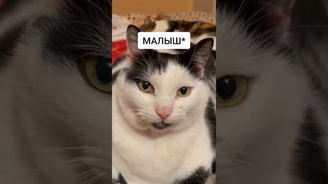 Мы в ВК https://vk.com/life_of_cats