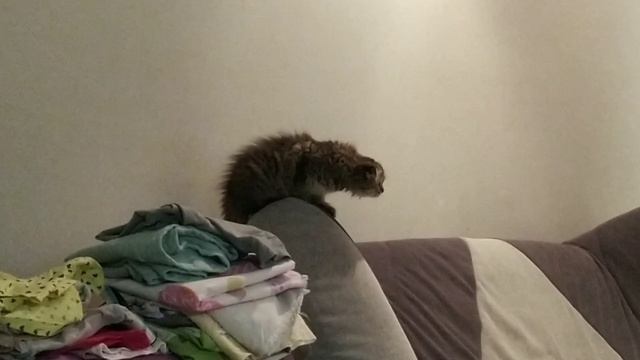 Шушок