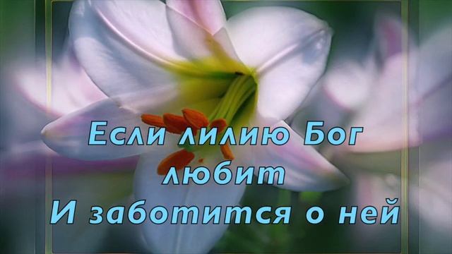 Если лилию Бог любит