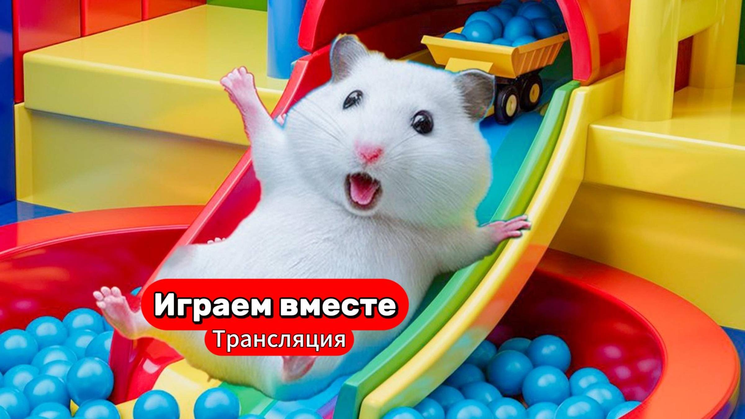 Хомяк выбирается из сложного лабиринта 🐹 Трансляция для детей