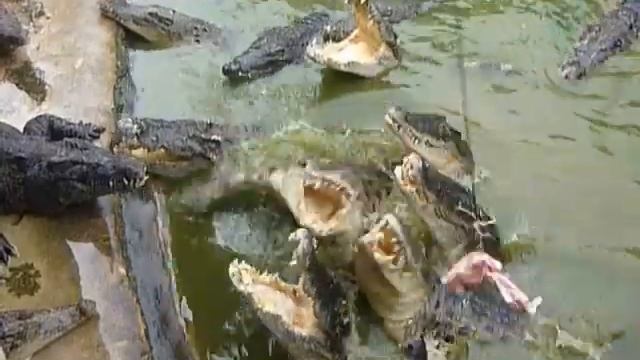 Pattaya crocodile farm