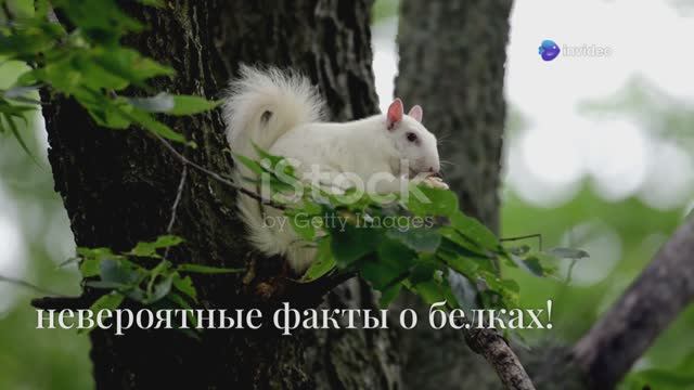 Интересные факты о белках