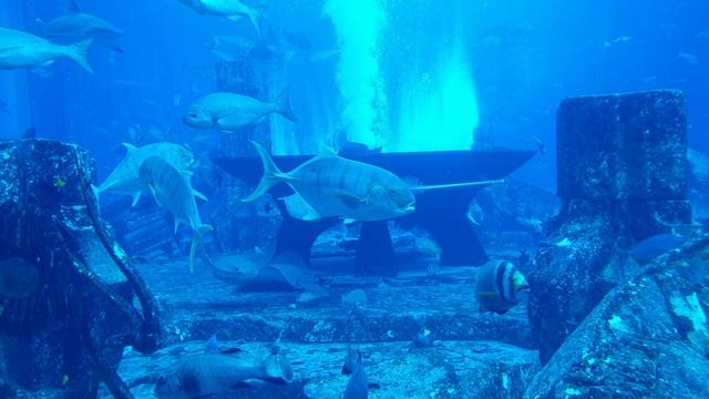 The Lost Chambers Aquarium в Дубае. Часть 7