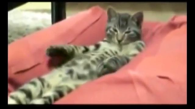 Моменты из Жизни Кошек  Самые Забавные Кошки 2013!