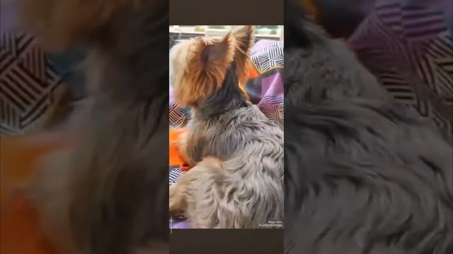 Лаки в опочивальне✨