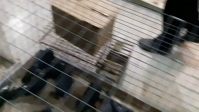Ещё одна удивительная порода голубей, вижу такую впервые! Федеральная выставка-ярмарка голубей.