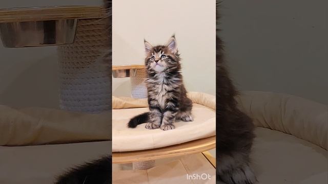 котик мейн-кун 1,5 мес.