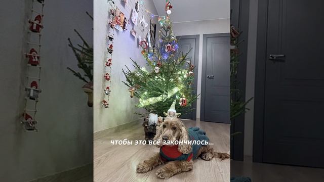 Новогодние каникулы глазами собаки Стеллы