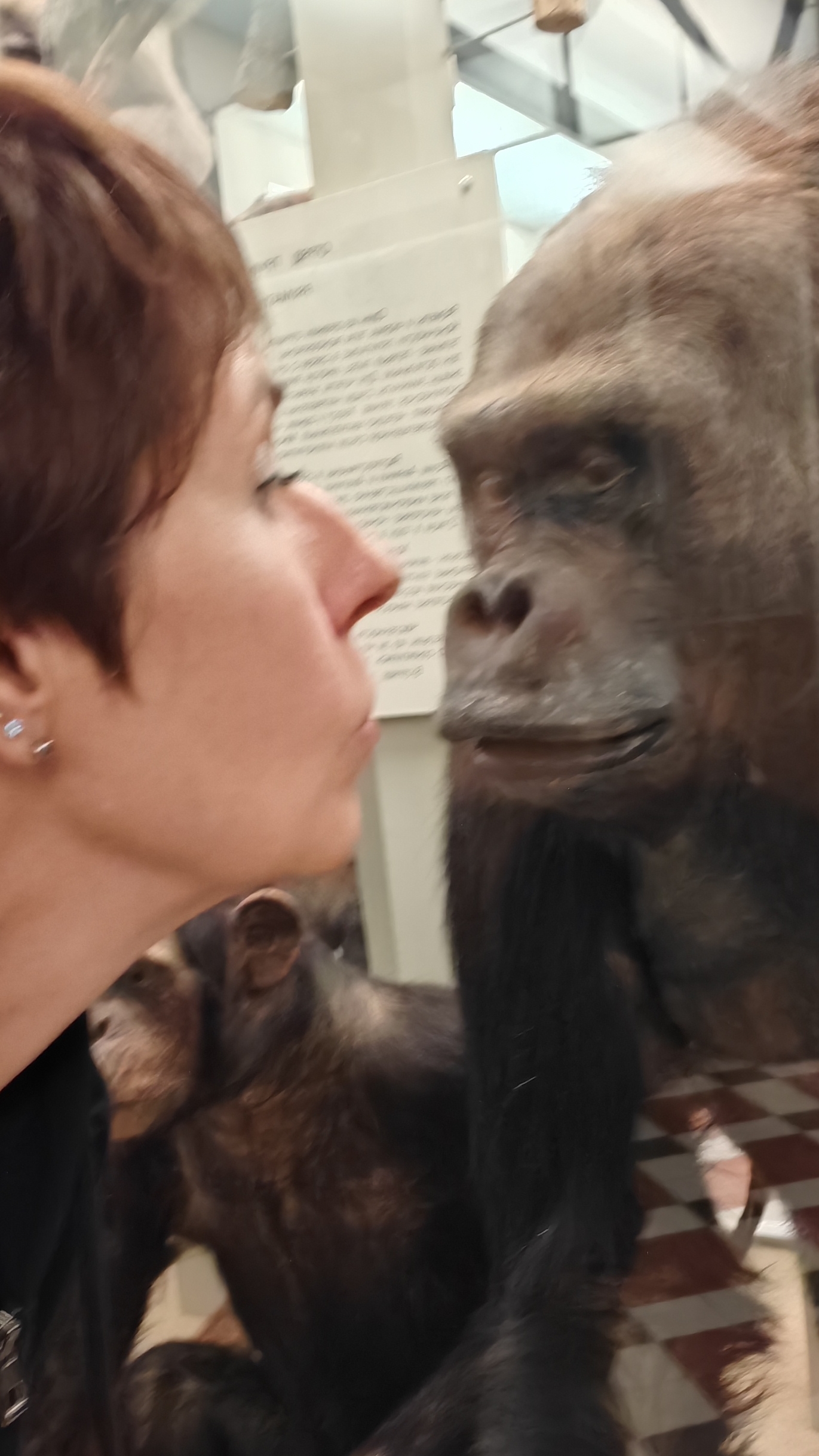 Зоологический музей МГУ. Олимпиада Парки и усадьбы. 2025г.