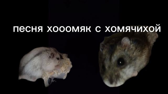 песня хоомяк с хомячихой