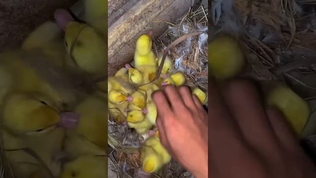 Солнечные пушистики