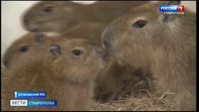 Капибары на Ставрополье: экзотические грызуны стали сенсацией на Северном Кавказе