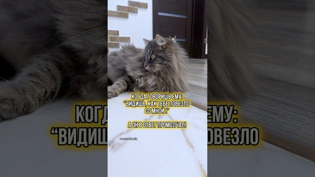 Промолчал в ответ