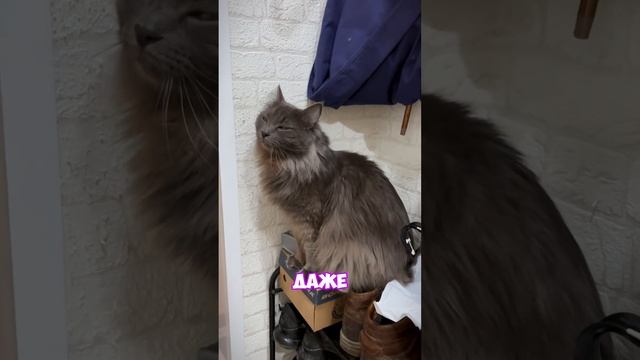 РАЗГОВОР С КОТОМ ! #cats #top
