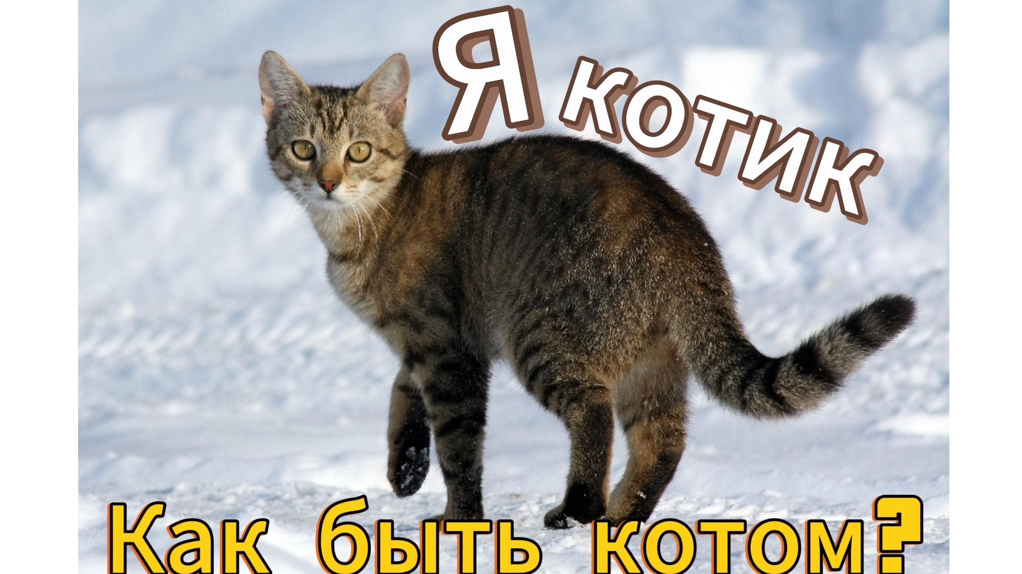 Как быть котом😺?