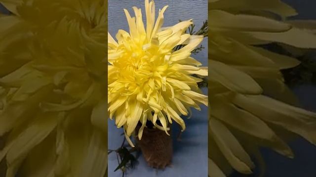 Хризантема индийская букетная #сад #хризантема
