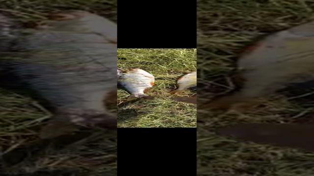 балык