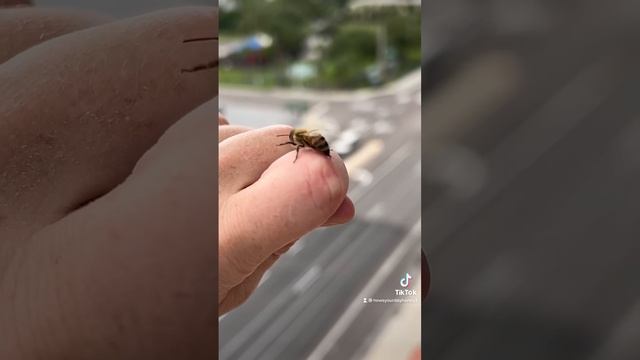 На жале у пчелы есть небольшие зазубрины, напоминающие гарпун