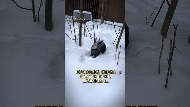 Закопал шампанское