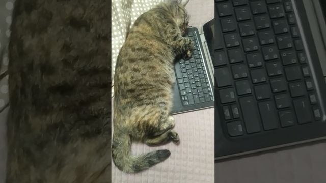 Боня в отключке