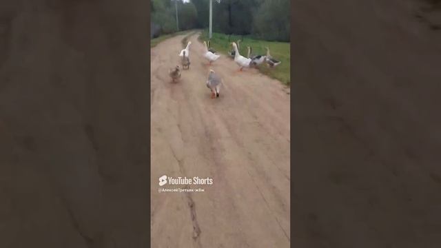 #гуси нападают