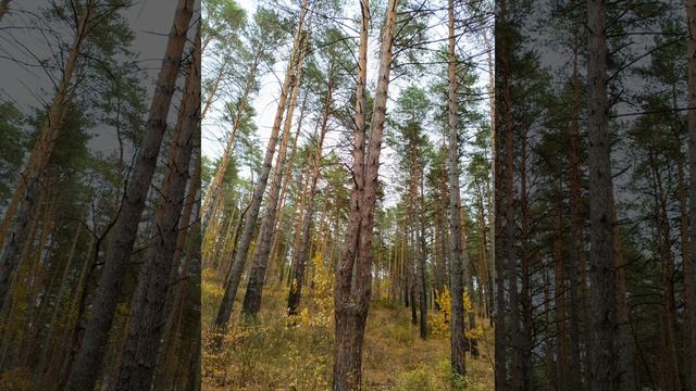 Сеанс активации энергии Иммунитет