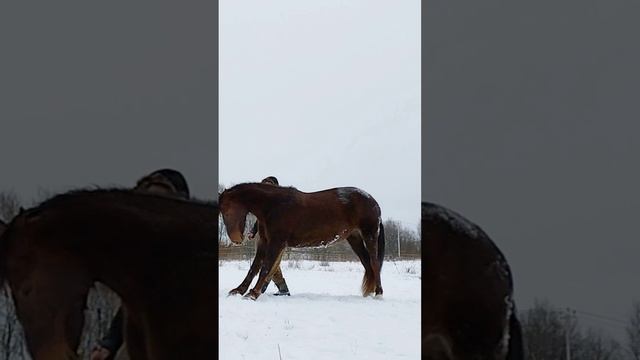 Рождественский этюд