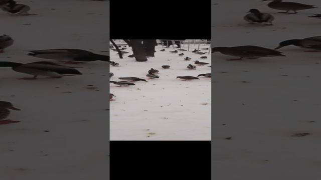 Утки в Самарском сквере " Леснуха" !