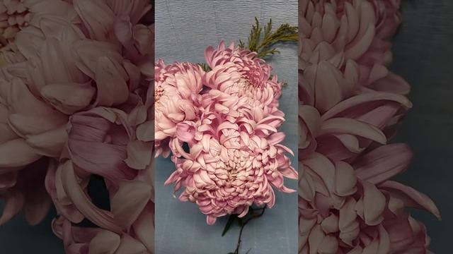 Низкорослые компактные хризантемы #хризантемы #chrysanthemum