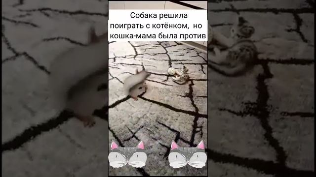 Семейный переполох