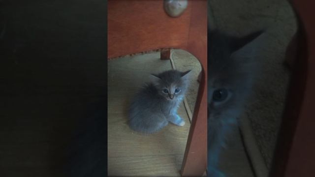 мои котята...