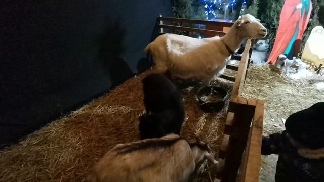 Князево. Вознесенское подворье 7.01.2025г.