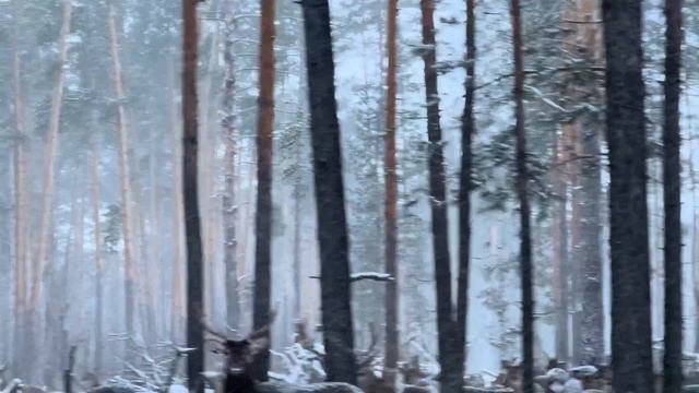 Видео от Бориса Панина