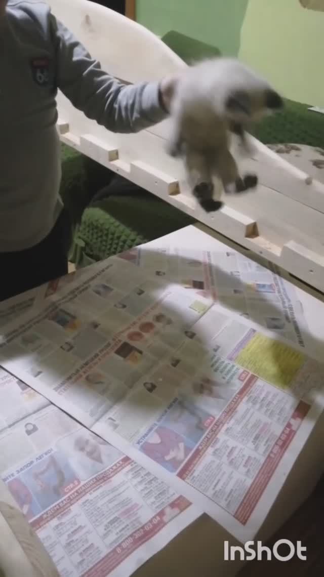 я кошачий бетмен (озвучка жучки)