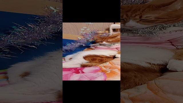 Знакомство с котом Кузей