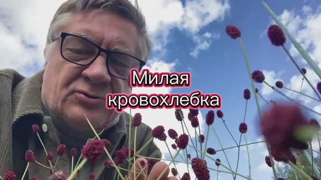 От милой кровохлебки привет из теплого лета!