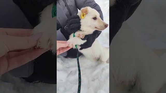 щенок коротколапик вырастет некрупным.mp4