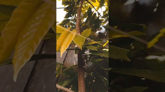 CACAO TREE - CACAO FLOWERS AND FRUITS