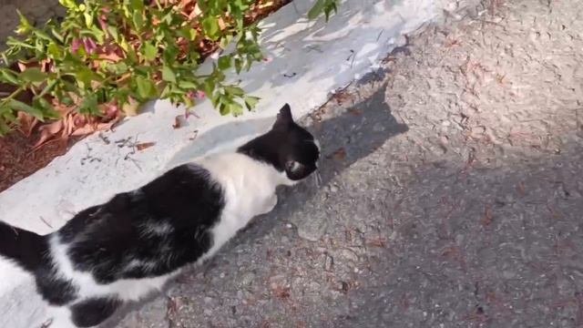Осторожный котик