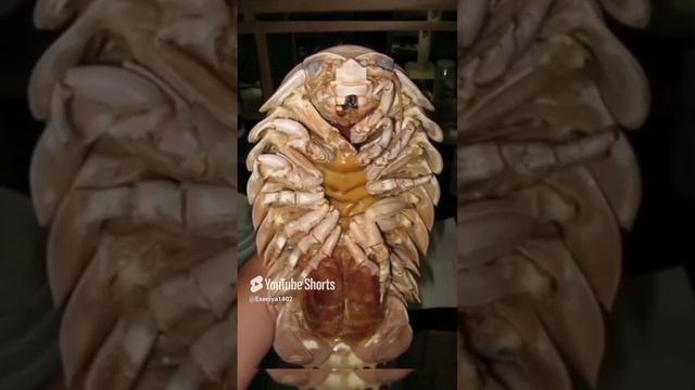 ЖУТЬ!!!!Странные животные,о которых ты не знал!!!!