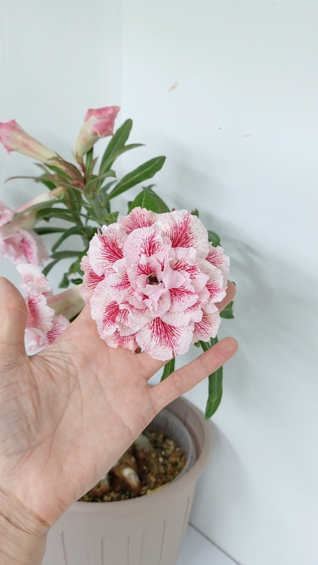 адениум Magical Princess. У кого цвел, показывайте свое цветение🤗