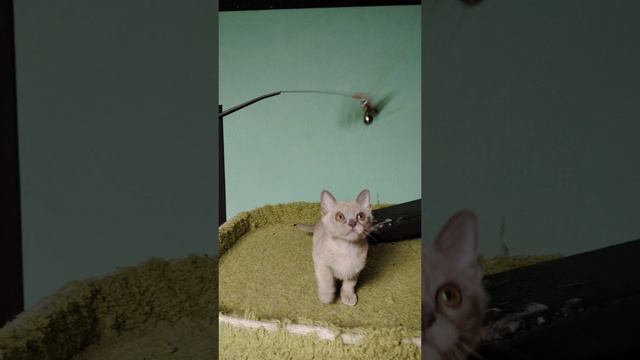 1000021488.mp4