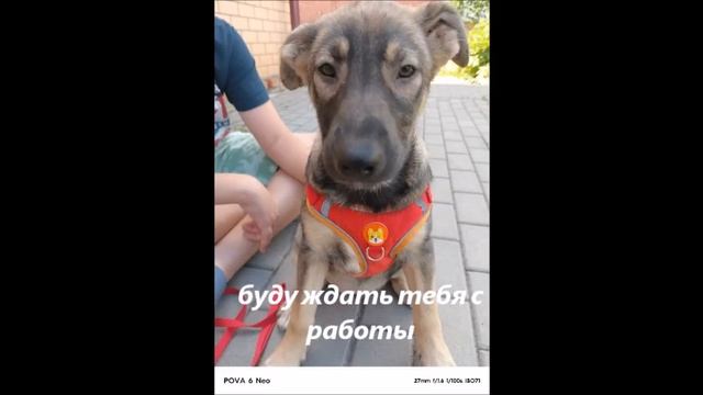 Дана